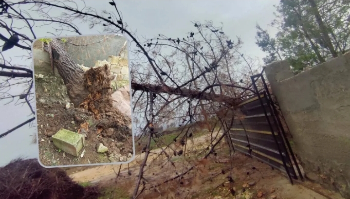 Şanlıurfa’da Ağaçlar Devrildi